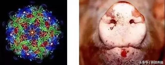 发生口蹄疫，用这两种消毒药消毒最有效！