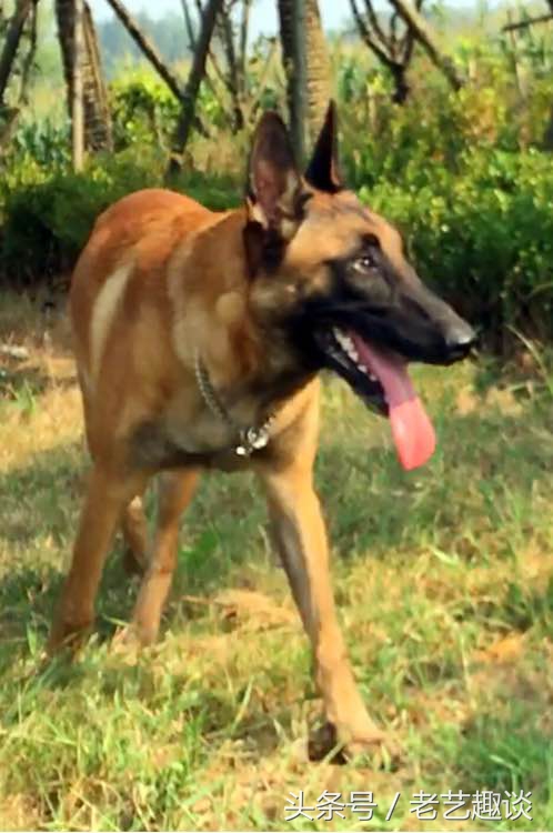 泰迪被咬的位置毛变色了,2个月泰迪刚到新家咬到手腕破皮