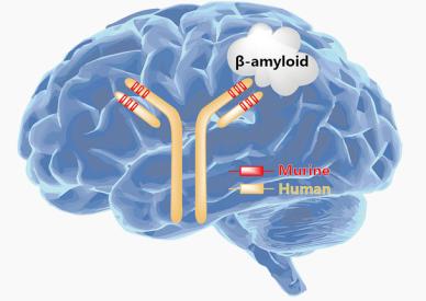 终结阿尔茨海默病的有效方法,阿尔茨海默症研究方向错误