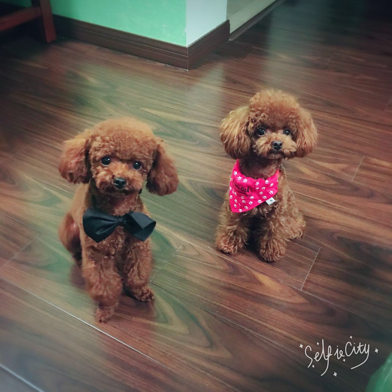 泰迪狗狗眼睛怎么护理,泰迪狗眼睛怎么护理比较好