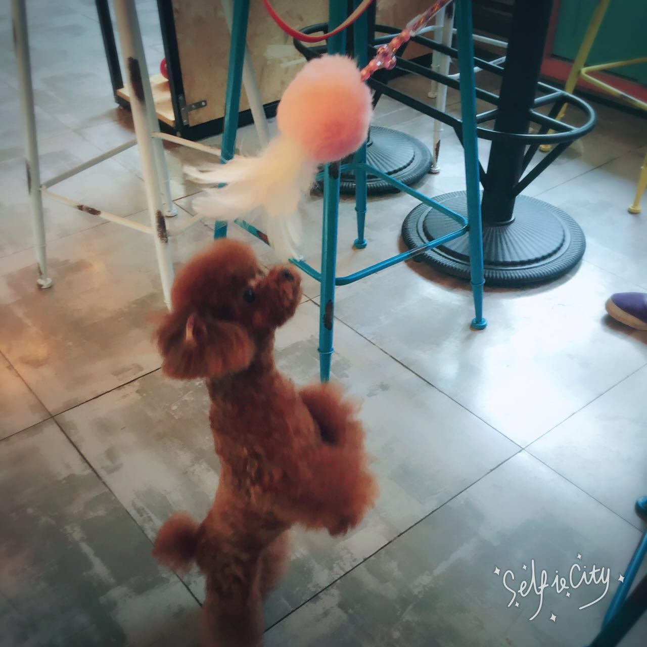 泰迪狗狗眼睛怎么护理,泰迪狗眼睛怎么护理比较好