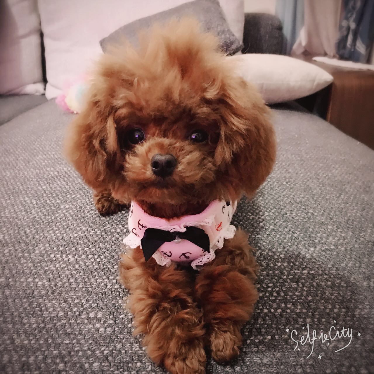 泰迪狗狗眼睛怎么护理,泰迪狗眼睛怎么护理比较好