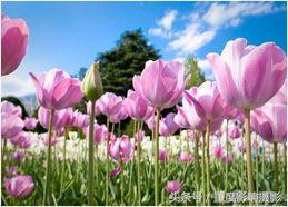 郁金香花语是永恒的祝福,郁金香花语永恒的祝福