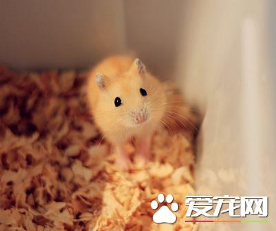 布丁仓鼠怎么训练如何训练布丁仓鼠