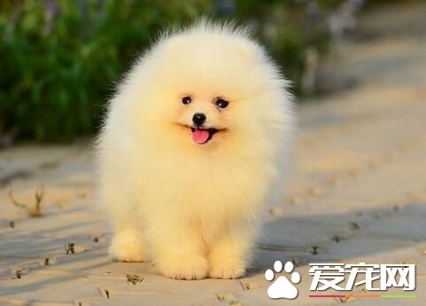 博美犬一摸它就张嘴咬人怎么训练,博美犬会咬人吗