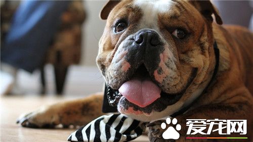 斗牛犬的习性与特征,英国斗牛犬怎么养