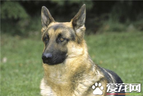 世界上所有的牧羊犬的种类,德国牧羊犬分长毛和短毛吗