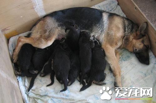 德国牧羊犬怎么训练它握手,怎么教德牧握手最快视频