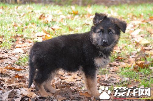 德国牧羊犬打架完整版,德牧跟牧羊犬打架