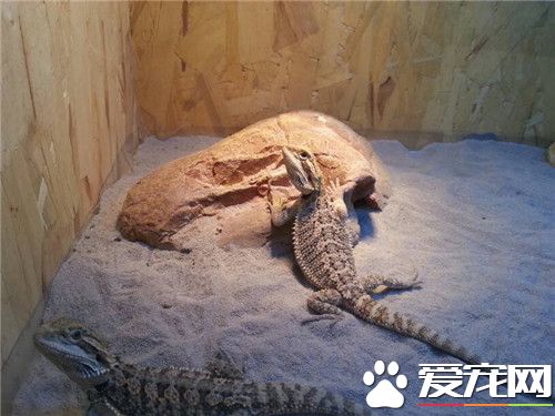 鬃狮蜥的简介及特点,鬃狮蜥都有哪些种类