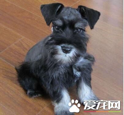 雪纳瑞需要驱虫吗,雪纳瑞驱虫多久驱一次啊