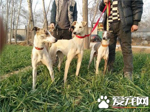 惠比特犬怎么训,惠比特犬怎么训练猎兔