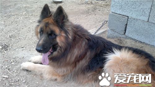 世界上所有的牧羊犬的种类,德国牧羊犬分长毛和短毛吗