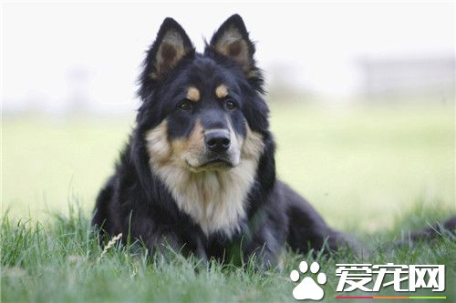 世界上所有的牧羊犬的种类,德国牧羊犬分长毛和短毛吗