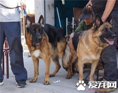 德国牧羊犬打架完整版,德牧跟牧羊犬打架