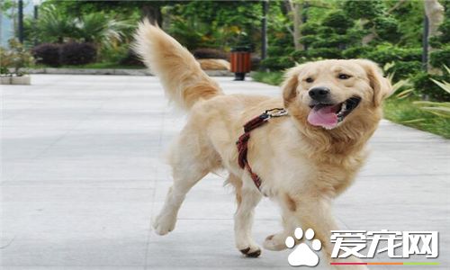 金毛怎么训练成抚慰犬,金毛怎么训练找回来