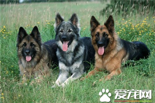 德国牧羊犬怎么训练它握手,怎么教德牧握手最快视频