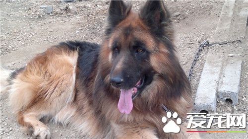 德国牧羊犬打架完整版,德牧跟牧羊犬打架