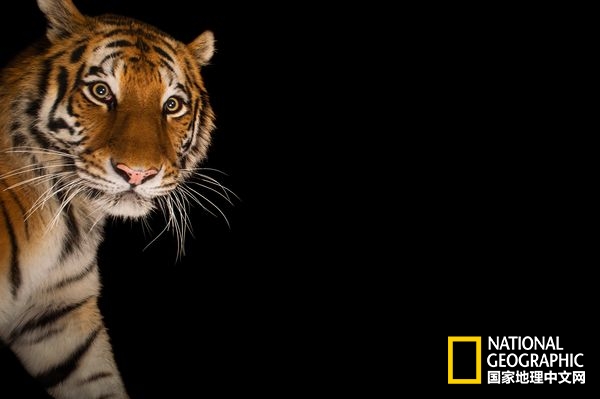 不惧严寒的动物是什么,方舟生存进化稀有动物拍照