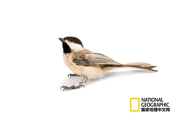 不惧严寒的动物是什么,方舟生存进化稀有动物拍照