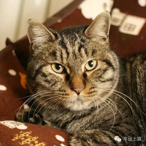 领养预告|妈妈,你在找我么-0202