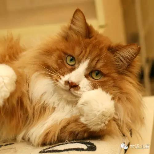 领养预告|妈妈,你在找我么-0202