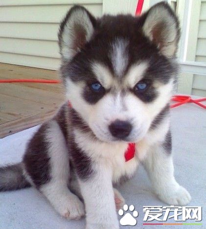 怎样训练哈士奇幼犬好,哈士奇幼犬训练全套教程