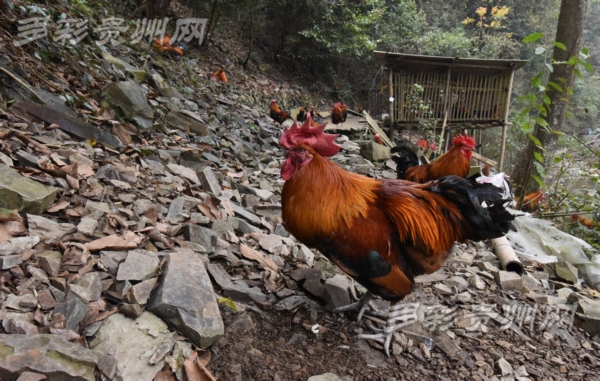 打通农业销售渠道,电商平台打通销售渠道
