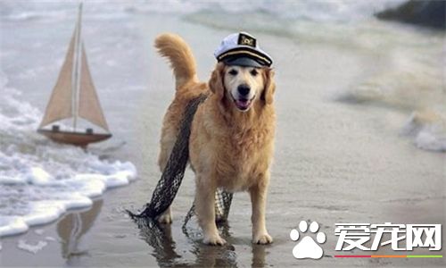 金毛寻回犬怎么训练,金毛寻回犬的训练注意事项