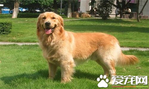 金毛怎么训练成抚慰犬,金毛怎么训练找回来