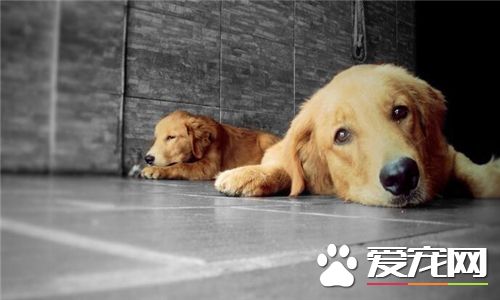 金毛怎么训练成抚慰犬,金毛怎么训练找回来