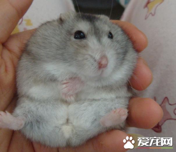 仓鼠布丁鼠会自己怀孕吗,仓鼠母鼠怀孕征兆