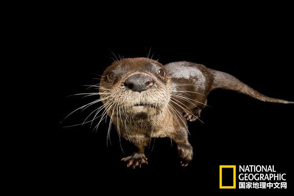 不惧严寒的动物是什么,方舟生存进化稀有动物拍照