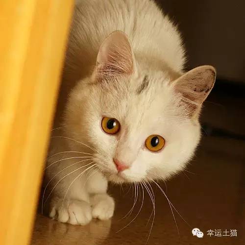 领养预告|妈妈,你在找我么-0202