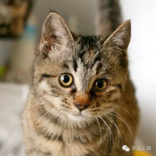 领养预告|妈妈,你在找我么-0202