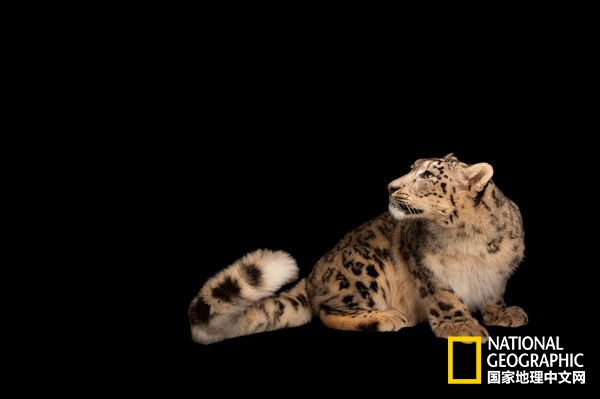 不惧严寒的动物是什么,方舟生存进化稀有动物拍照