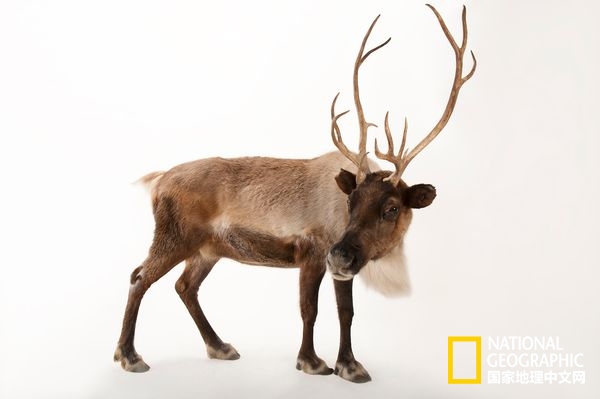 不惧严寒的动物是什么,方舟生存进化稀有动物拍照