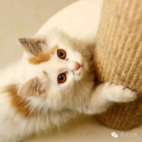 领养预告|妈妈,你在找我么-0202