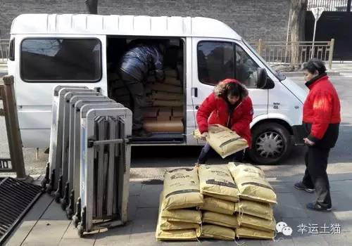 带喂了2年的流浪猫回家过年,公园里的流浪猫吃饱了