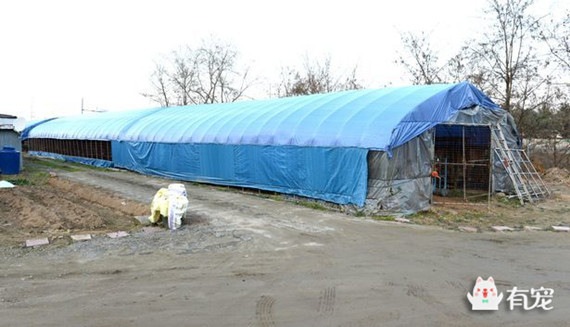 韩国250万只狗狗 在饥饿中等待屠刀