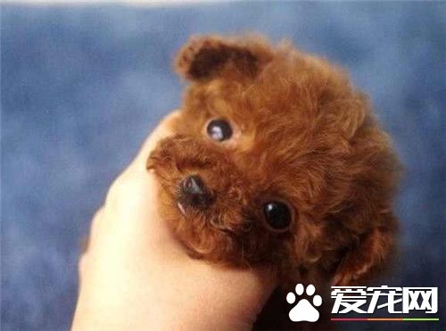 茶杯体泰迪犬造型,茶杯泰迪熊犬长大后的样子