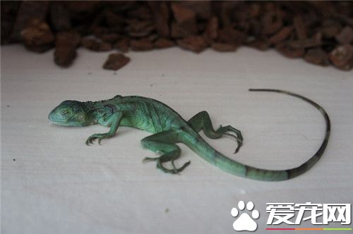 绿鬣蜥是素食动物吗,绿鬣蜥真正是恐龙的后代吗