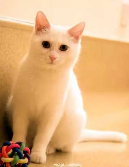 棰嗗吇棰勫憡,棰嗗吇濡堝