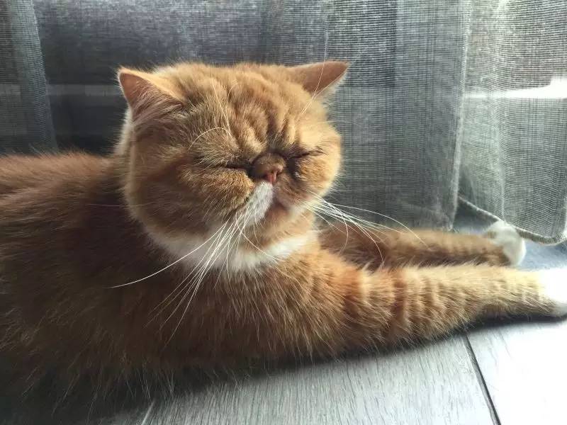 白色腿细细的那种狗是什么狗,细腿狗是什么狗