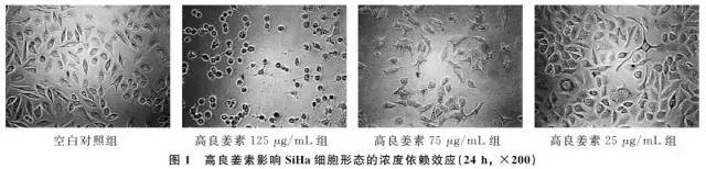 「民族肿瘤学」高良姜素对宫颈癌SiHa细胞凋亡及基因表达的影响