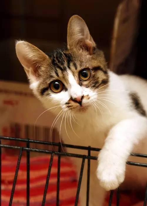 棰嗗吇棰勫憡,棰嗗吇濡堝