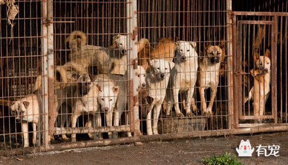 韩国250万只狗狗 在饥饿中等待屠刀