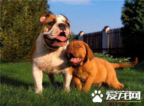怎么辨别法国斗牛犬的正宗血统,纯种英国斗牛犬
