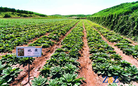 当归人参数字化：中药材B2B如何圈粉药商？