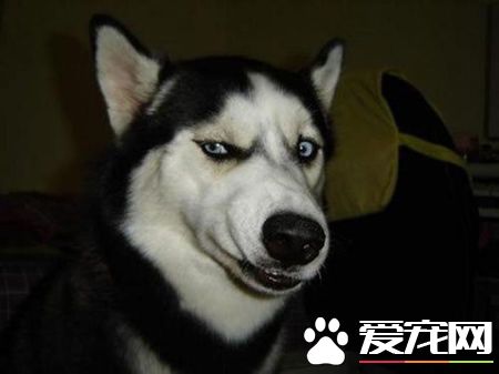 哈士奇狗粮推荐幼犬吃,哈士奇幼犬喂哪个牌子狗粮好